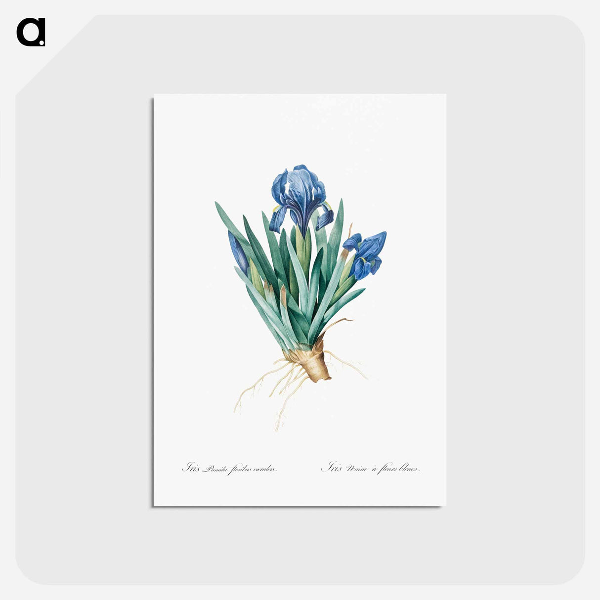 アートポストカード-Pygmy iris illustration - ピエール ジョゼフ ルドゥーテ Postcard.