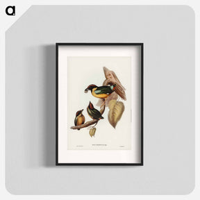アートポスター-Noisy Pitta
 - ジョン グールド Poster.