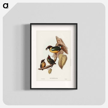 Noisy Pitta
 - ジョン グールド Poster.