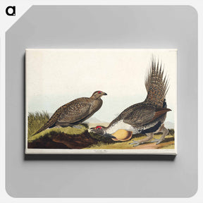 アートパネル-Cock of the Plains
 - ジョン ジェームス オーデュボン Canvas.