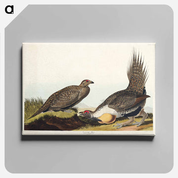 Cock of the Plains
 - ジョン ジェームス オーデュボン Canvas.
