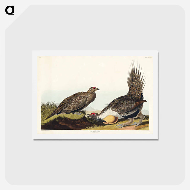 アートポストカード-Cock of the Plains
 - ジョン ジェームス オーデュボン Postcard.