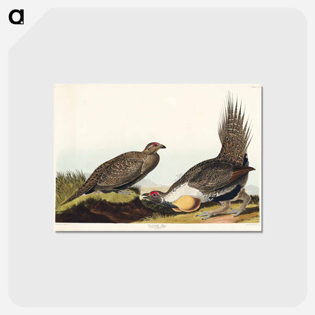 アートポストカード-Cock of the Plains
 - ジョン ジェームス オーデュボン Postcard.