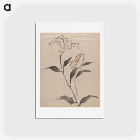 アートポストカード-Flower - 葛飾 北斎 Postcard.
