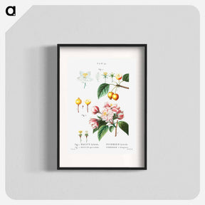 アートポスター-Flowering crabapple (Malus hybrida) 2. Chinese flowering apple (Malus spectabilis) - ピエール ジョゼフ ルドゥーテ Poster.