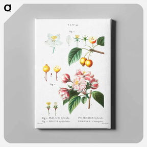アートパネル-Flowering crabapple (Malus hybrida) 2. Chinese flowering apple (Malus spectabilis) - ピエール ジョゼフ ルドゥーテ Canvas.
