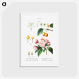アートポストカード-Flowering crabapple (Malus hybrida) 2. Chinese flowering apple (Malus spectabilis) - ピエール ジョゼフ ルドゥーテ Postcard.
