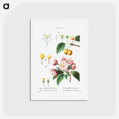 アートポストカード-Flowering crabapple (Malus hybrida) 2. Chinese flowering apple (Malus spectabilis) - ピエール ジョゼフ ルドゥーテ Postcard.