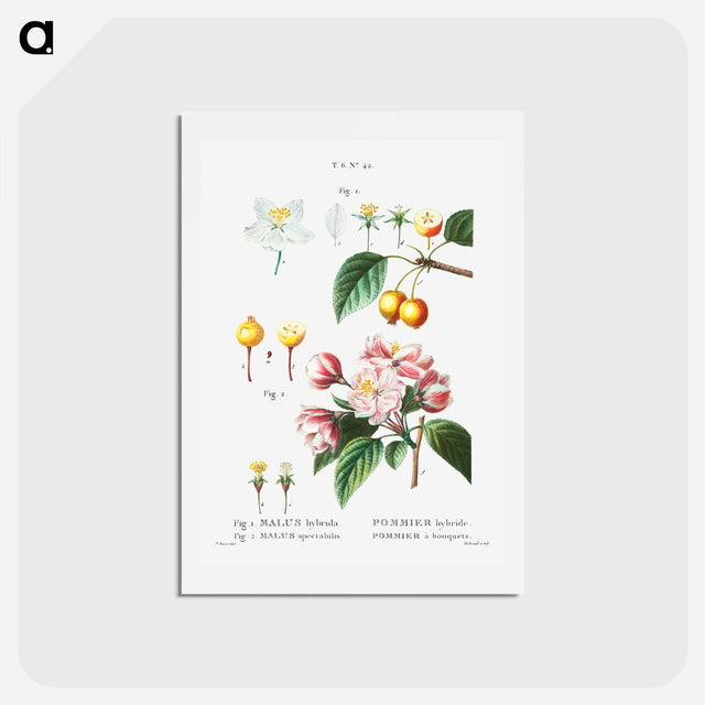 アートポストカード-Flowering crabapple (Malus hybrida) 2. Chinese flowering apple (Malus spectabilis) - ピエール ジョゼフ ルドゥーテ Postcard.