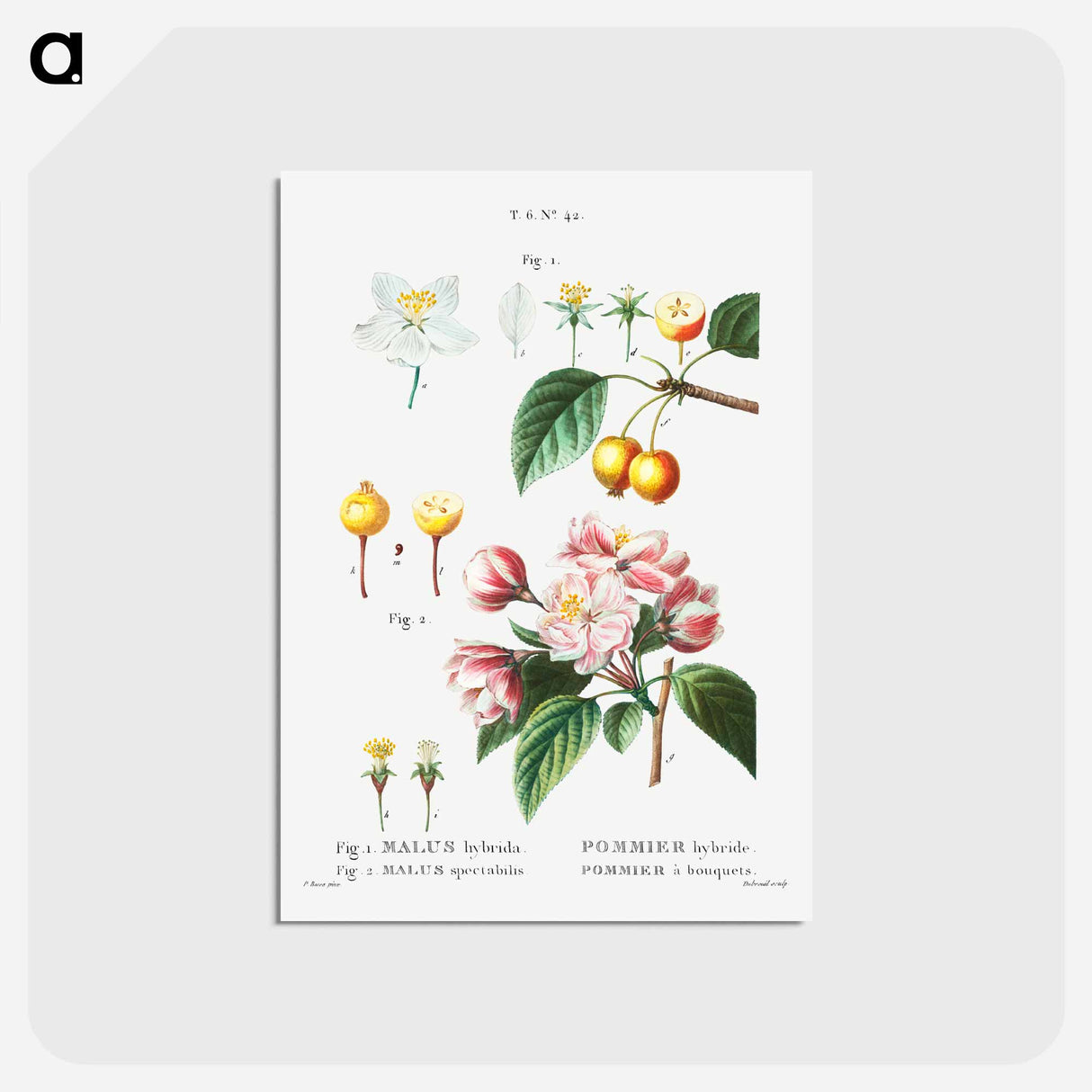アートポストカード-Flowering crabapple (Malus hybrida) 2. Chinese flowering apple (Malus spectabilis) - ピエール ジョゼフ ルドゥーテ Postcard.