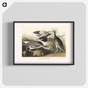 Semipalmated Snipe or Willet from Birds of America
 - アメリカの鳥たち Poster.