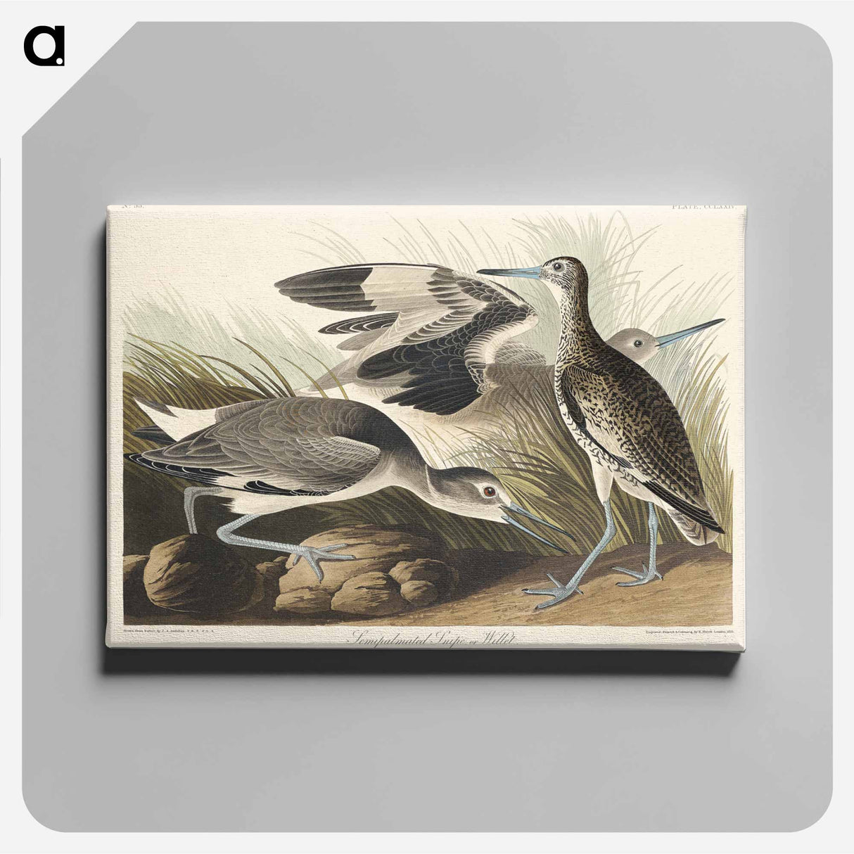 アートパネル-Semipalmated Snipe or Willet from Birds of America
 - アメリカの鳥たち Canvas.