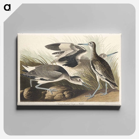 アートパネル-Semipalmated Snipe or Willet from Birds of America
 - アメリカの鳥たち Canvas.
