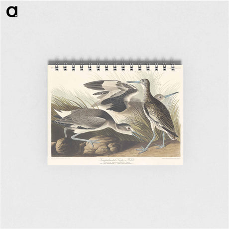 アートメモ帳-Semipalmated Snipe or Willet from Birds of America
 - アメリカの鳥たち Memo.