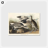アートポストカード-Semipalmated Snipe or Willet from Birds of America
 - アメリカの鳥たち Postcard.