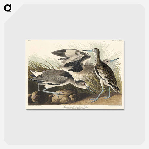 Semipalmated Snipe or Willet from Birds of America
 - アメリカの鳥たち Postcard.