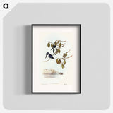 Little Kingfisher
 - オーストラリアの鳥 Poster.