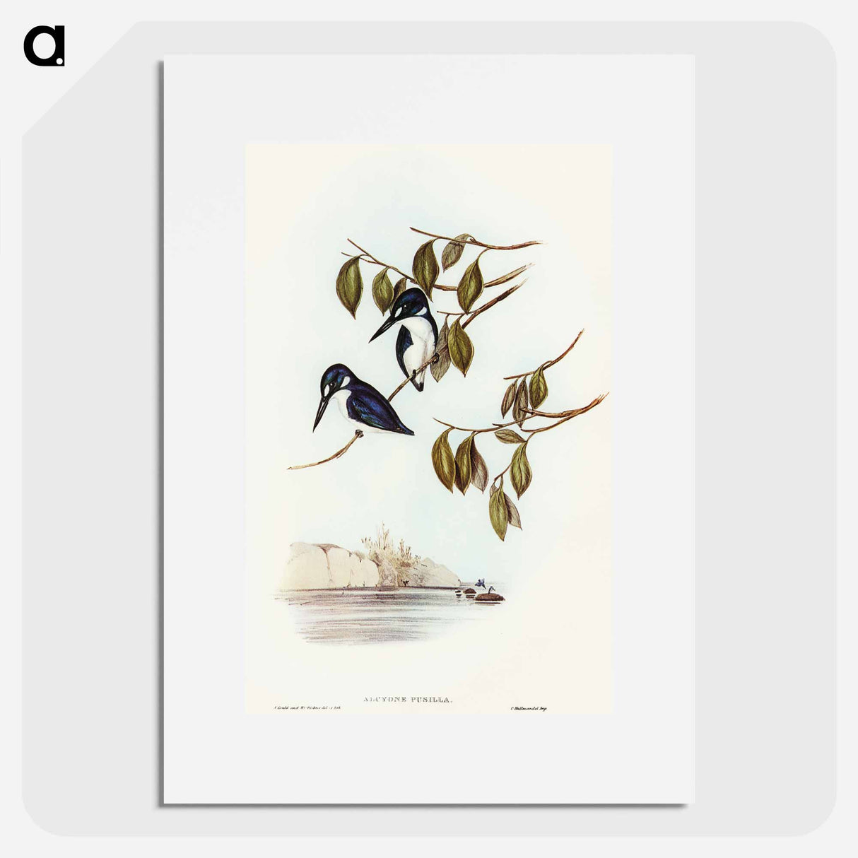 アートポスター-Little Kingfisher
 - オーストラリアの鳥 Poster.