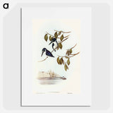 Little Kingfisher
 - オーストラリアの鳥 Poster.