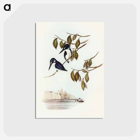 アートポストカード-Little Kingfisher
 - オーストラリアの鳥 Postcard.