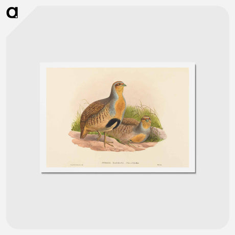 アートポストカード-Daurian Partridge
 - ジョン グールド Postcard.