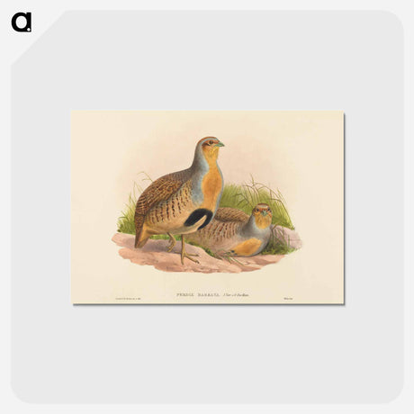 アートポストカード-Daurian Partridge
 - ジョン グールド Postcard.