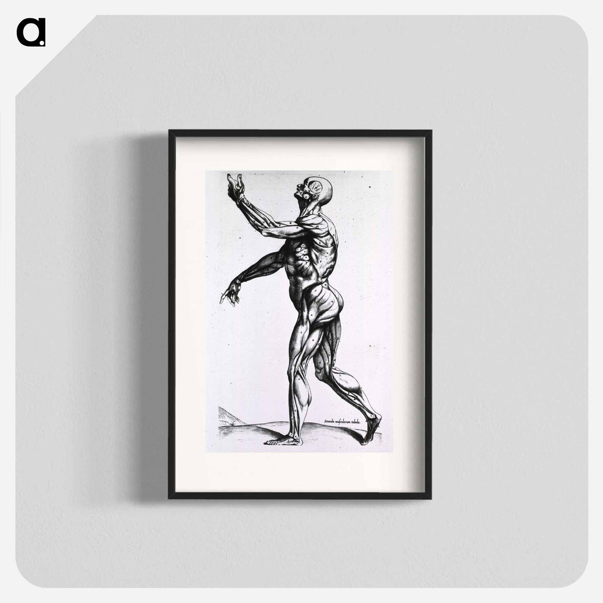 アートポスター-Musculature of the Human Body
 - 国立医学図書館 Poster.