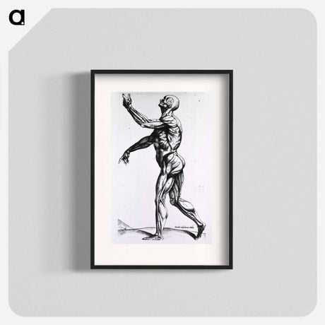 アートポスター-Musculature of the Human Body
 - 国立医学図書館 Poster.