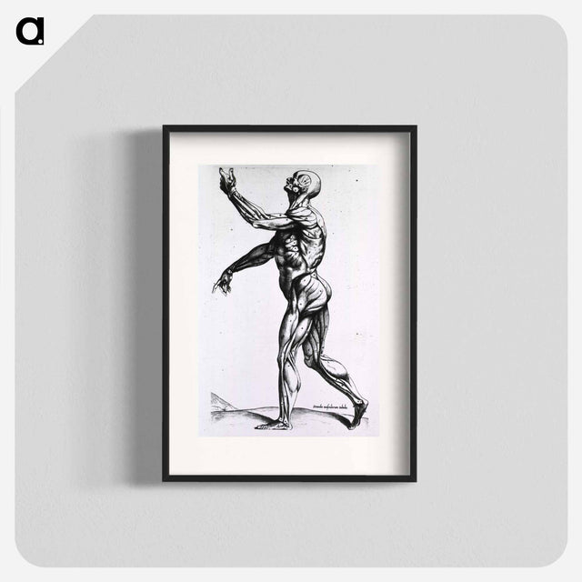 アートポスター-Musculature of the Human Body
 - 国立医学図書館 Poster.