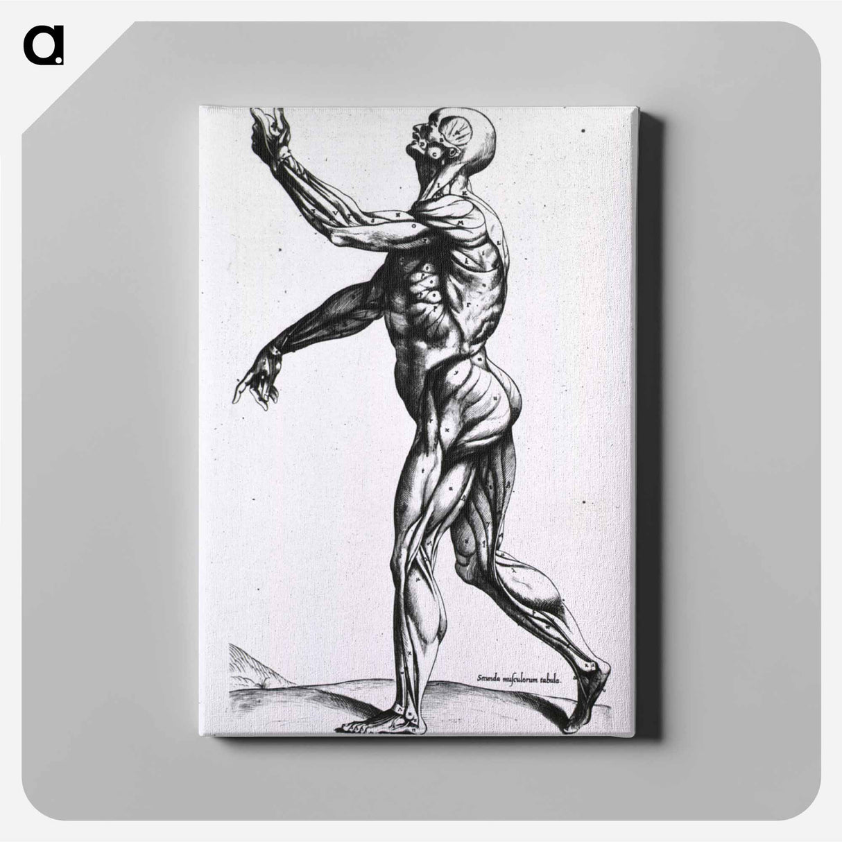 アートパネル-Musculature of the Human Body
 - 国立医学図書館 Canvas.