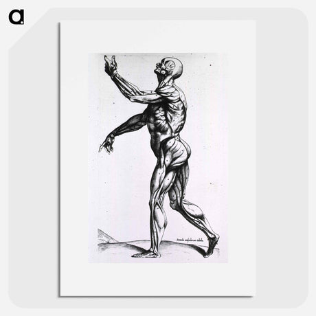 アートポスター-Musculature of the Human Body
 - 国立医学図書館 Poster.