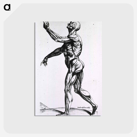 アートポストカード-Musculature of the Human Body
 - 国立医学図書館 Postcard.