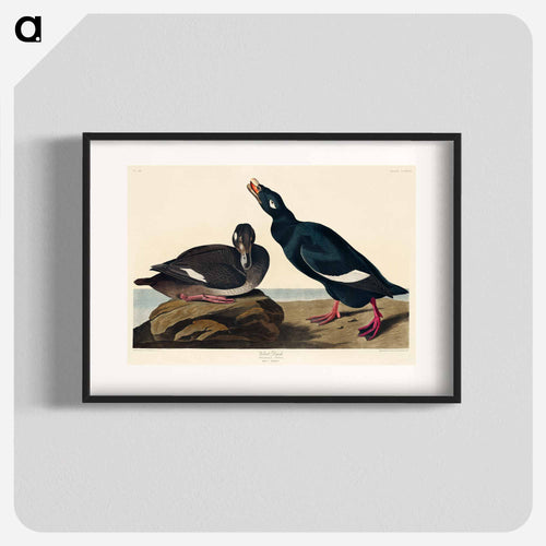 Velvet Duck from Birds of America
 - アメリカの鳥たち Poster.