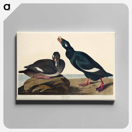 アートパネル-Velvet Duck from Birds of America
 - アメリカの鳥たち Canvas.