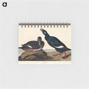 アートメモ帳-Velvet Duck from Birds of America
 - アメリカの鳥たち Memo.