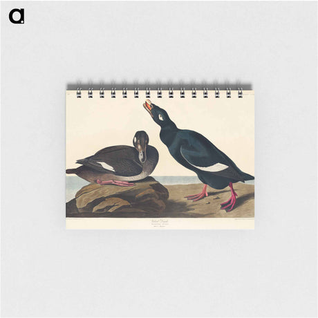 アートメモ帳-Velvet Duck from Birds of America
 - アメリカの鳥たち Memo.
