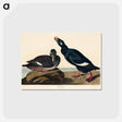 アートポストカード-Velvet Duck from Birds of America
 - アメリカの鳥たち Postcard.