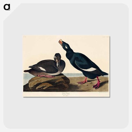 Velvet Duck from Birds of America
 - アメリカの鳥たち Postcard.
