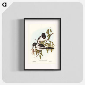 アートポスター-Black-throated Crow-Shrike
 - オーストラリアの鳥 Poster.