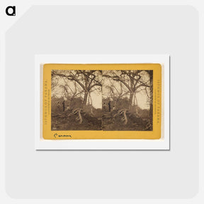 アートポストカード-Old Panama. Porto Bello Road
 - エドワード マイブリッジ Postcard.