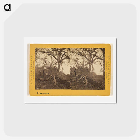 アートポストカード-Old Panama. Porto Bello Road
 - エドワード マイブリッジ Postcard.