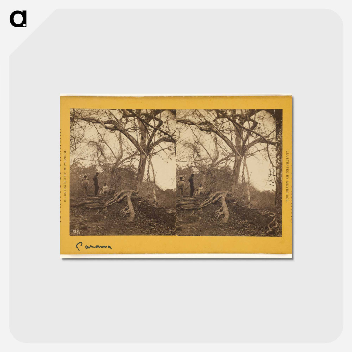 アートポストカード-Old Panama. Porto Bello Road
 - エドワード マイブリッジ Postcard.