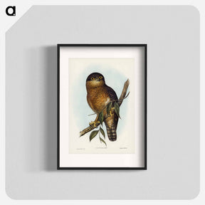 アートポスター-Rufous Owl
 - ジョン グールド Poster.