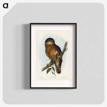 Rufous Owl
 - ジョン グールド Poster.