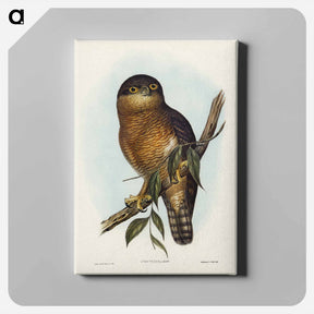 アートパネル-Rufous Owl
 - ジョン グールド Canvas.