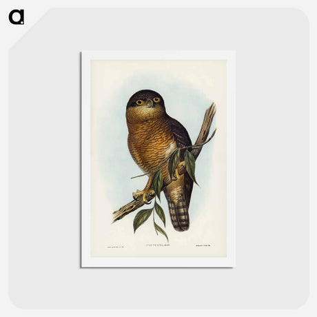 アートポストカード-Rufous Owl
 - ジョン グールド Postcard.