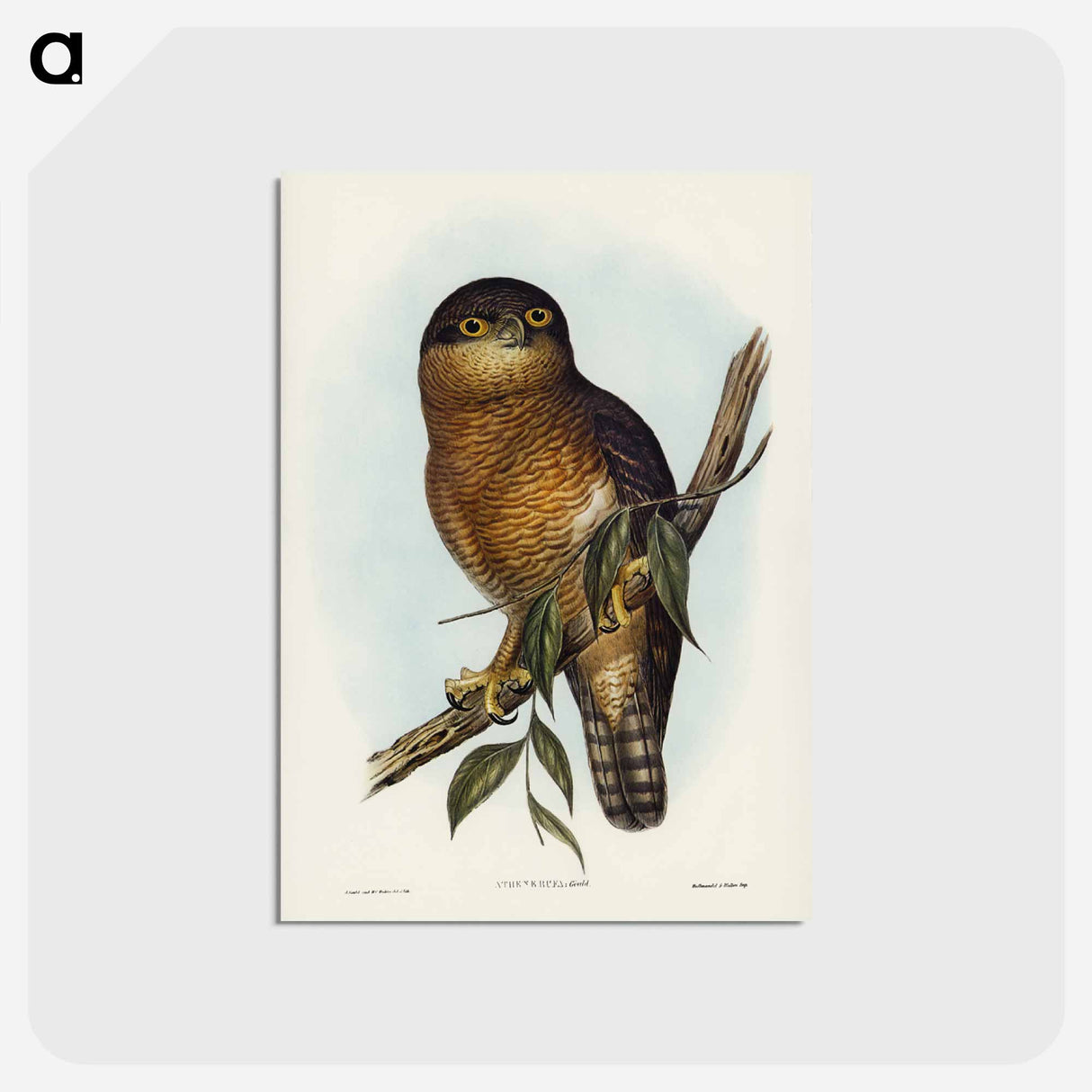 アートポストカード-Rufous Owl
 - ジョン グールド Postcard.
