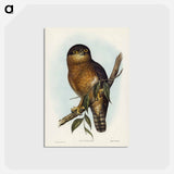 アートポストカード-Rufous Owl
 - ジョン グールド Postcard.