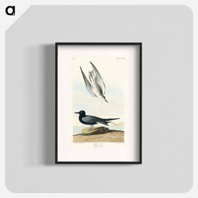 アートポスター-Black Tern
 - ジョン ジェームス オーデュボン Poster.