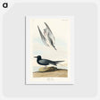 アートポストカード-Black Tern
 - ジョン ジェームス オーデュボン Postcard.